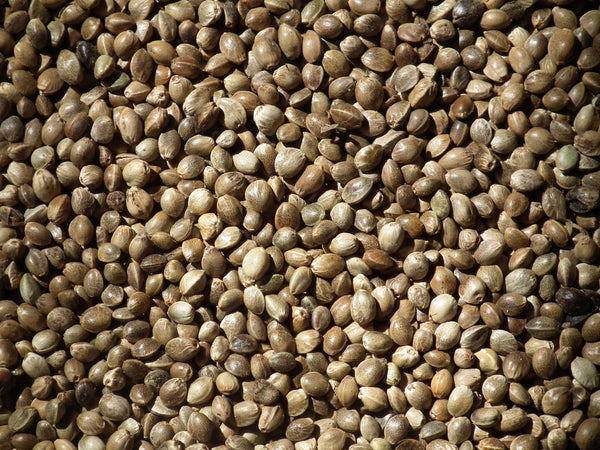 Tiger Nuts unprepared