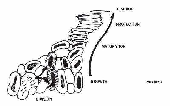 The Brief, Heroic Life of a Skin Cell. Vivant Skin Care