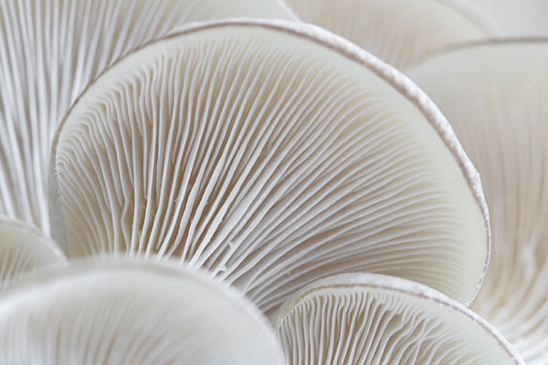 The Real Magic of Mushrooms: Ageless Skin