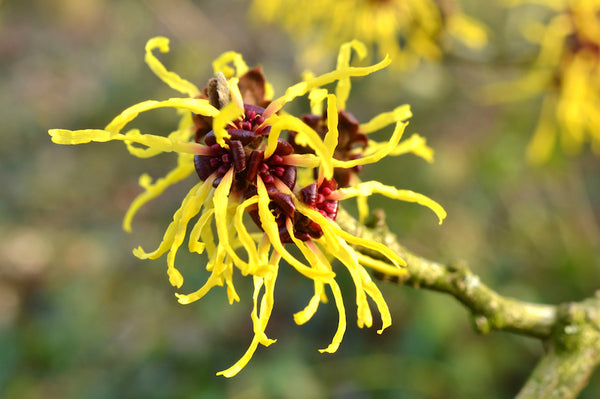 Witch Hazel is Living Its Best Life in Vivant Toners