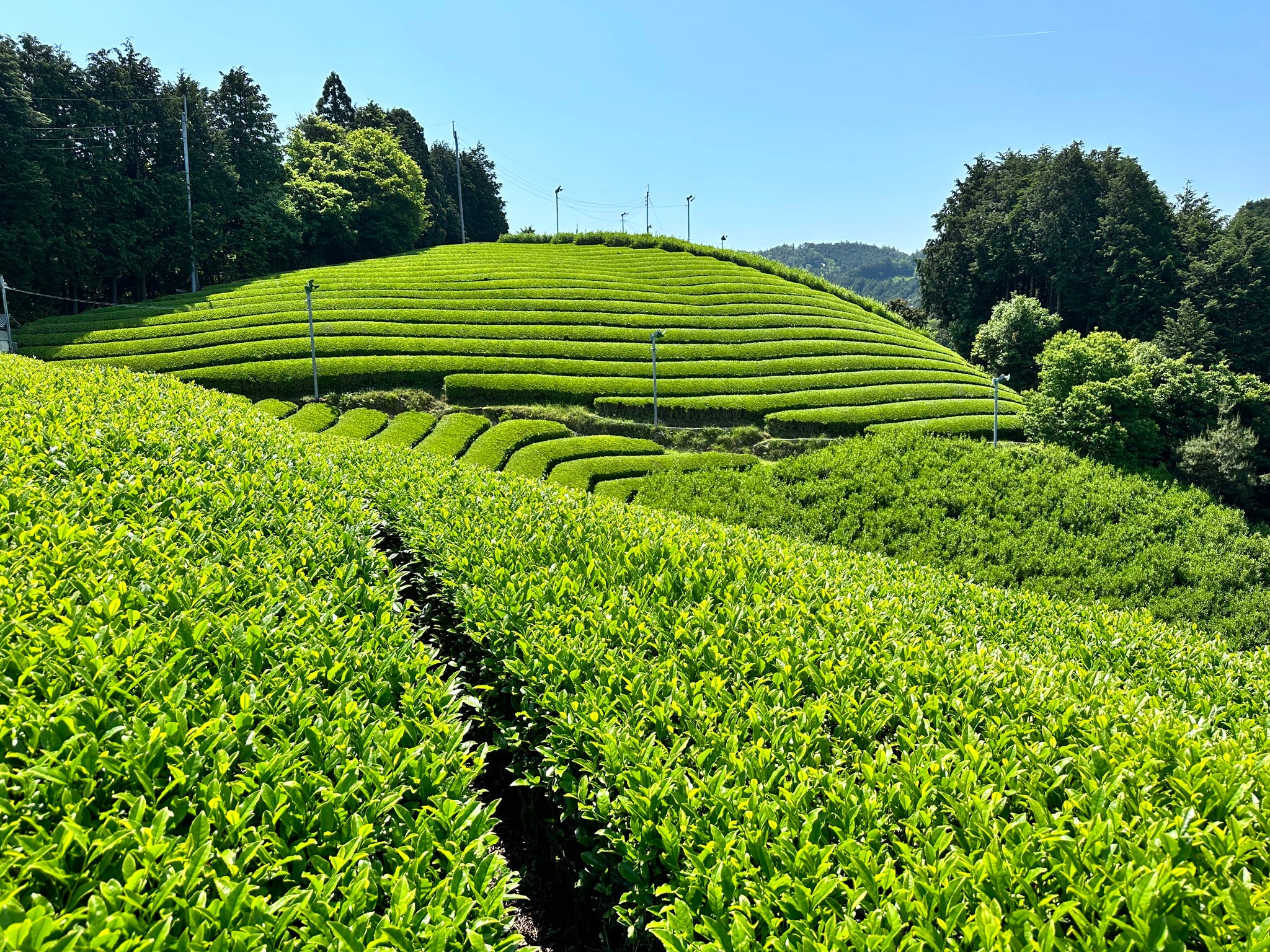 Thé matcha : notre sélection de thé vert