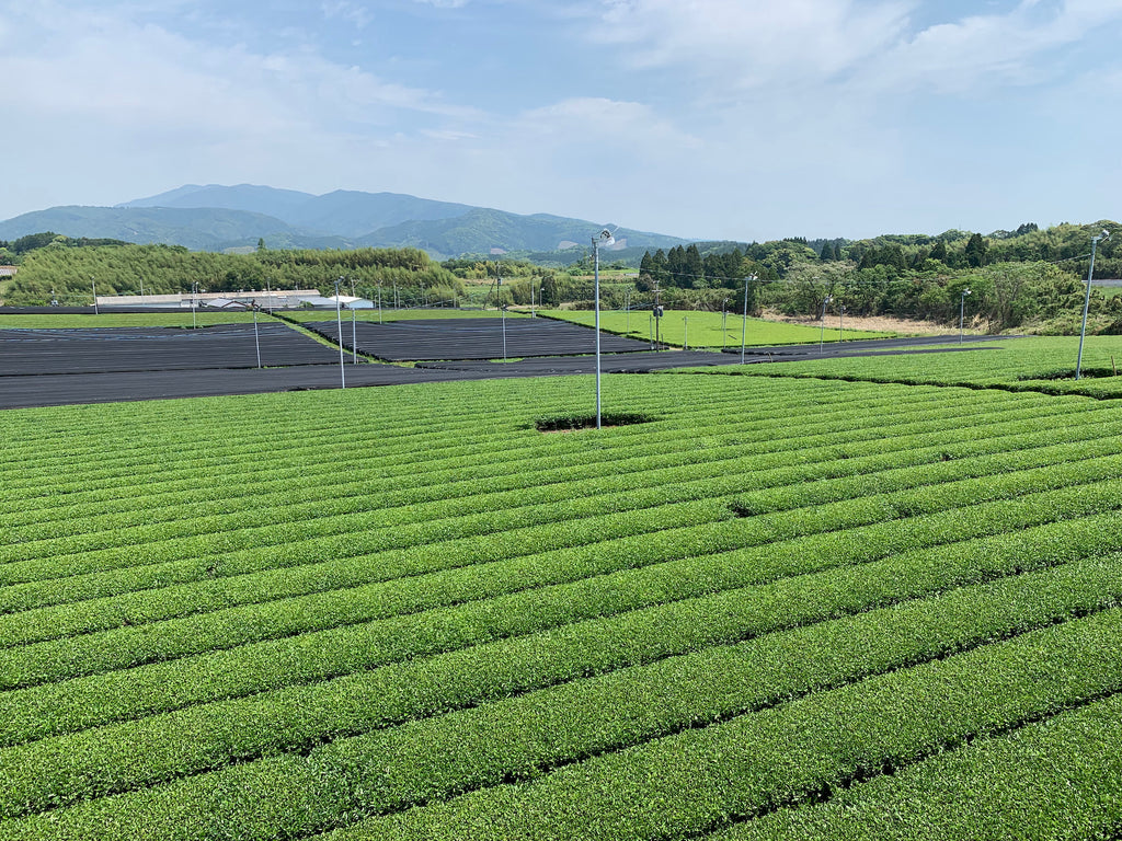 matcha-plantation-japon