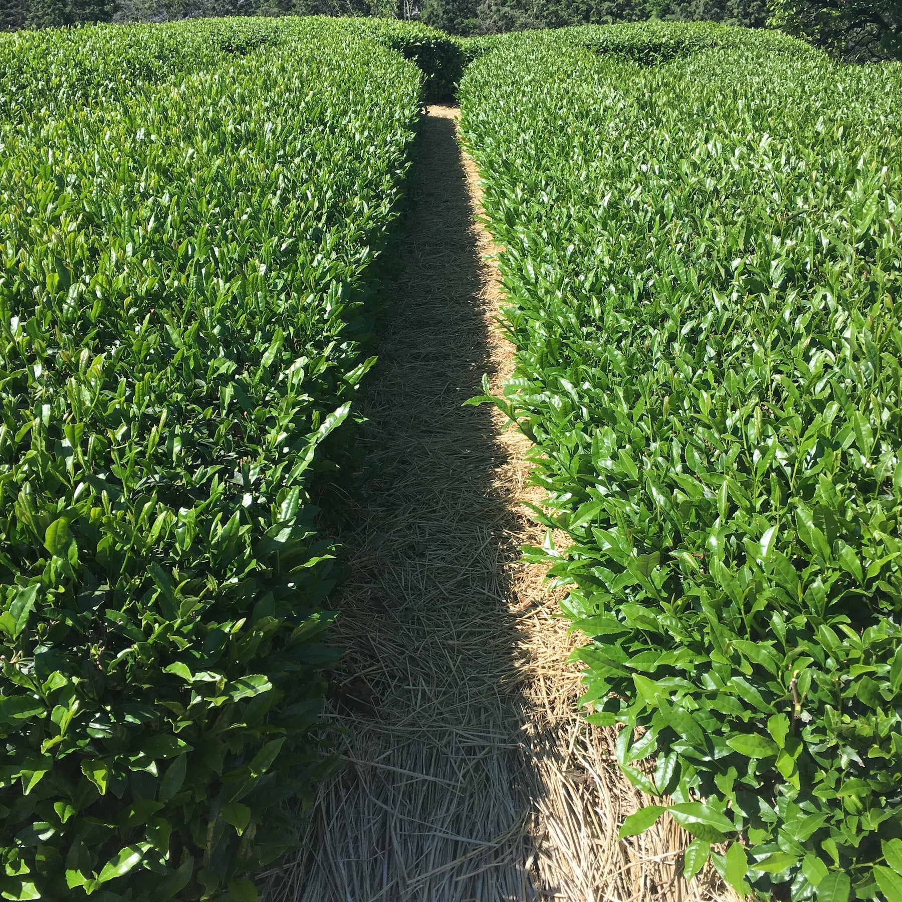 paille de riz déposée au pied des théiers pour fertiliser