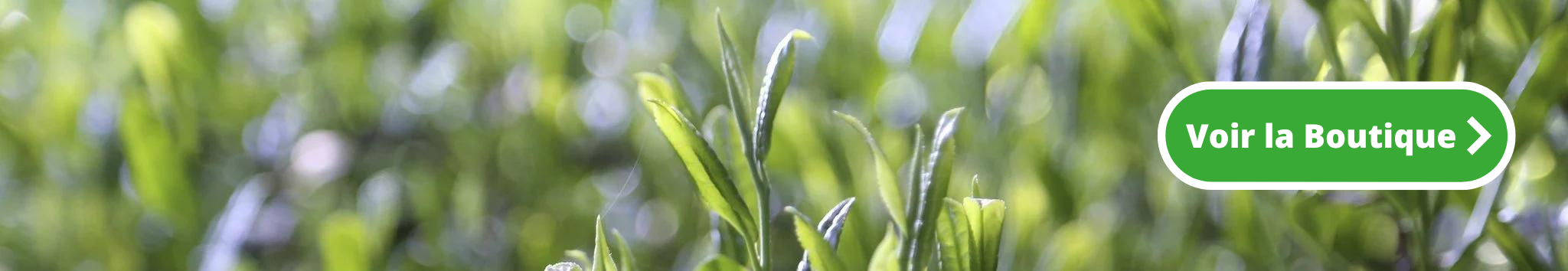 A quel moment faut-il boire du thé vert ?