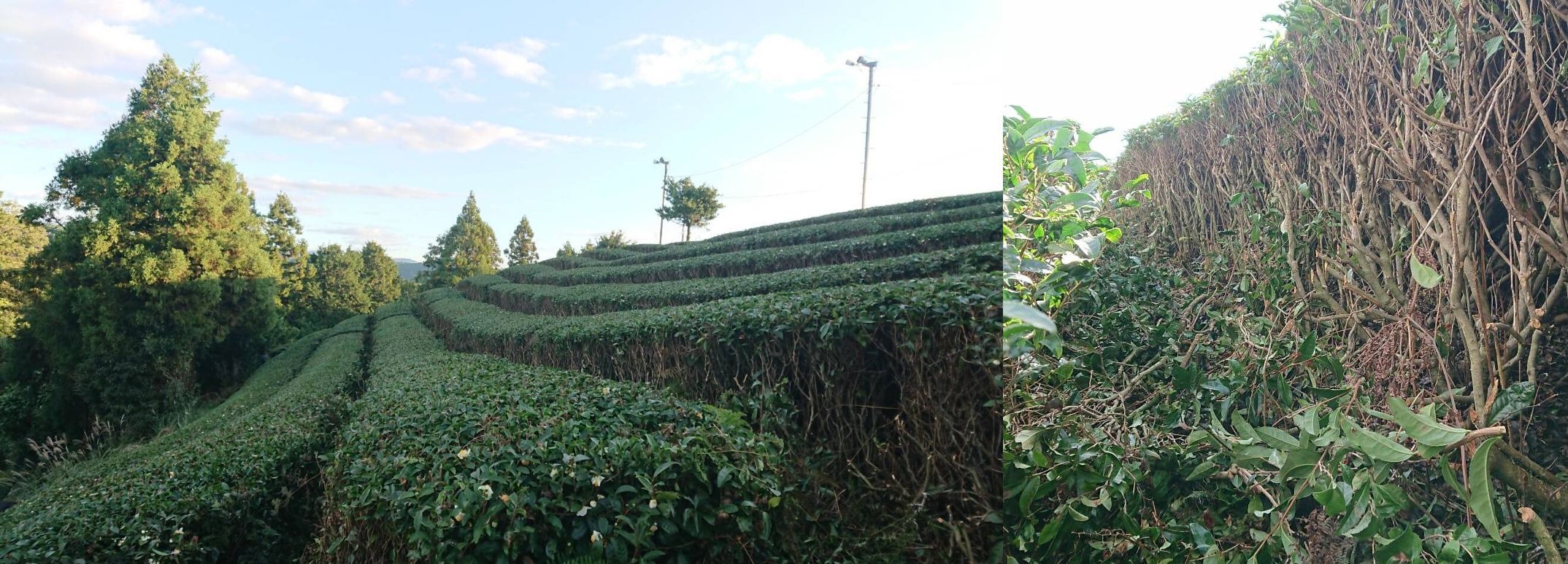 plants de théiers de Tokuya-san