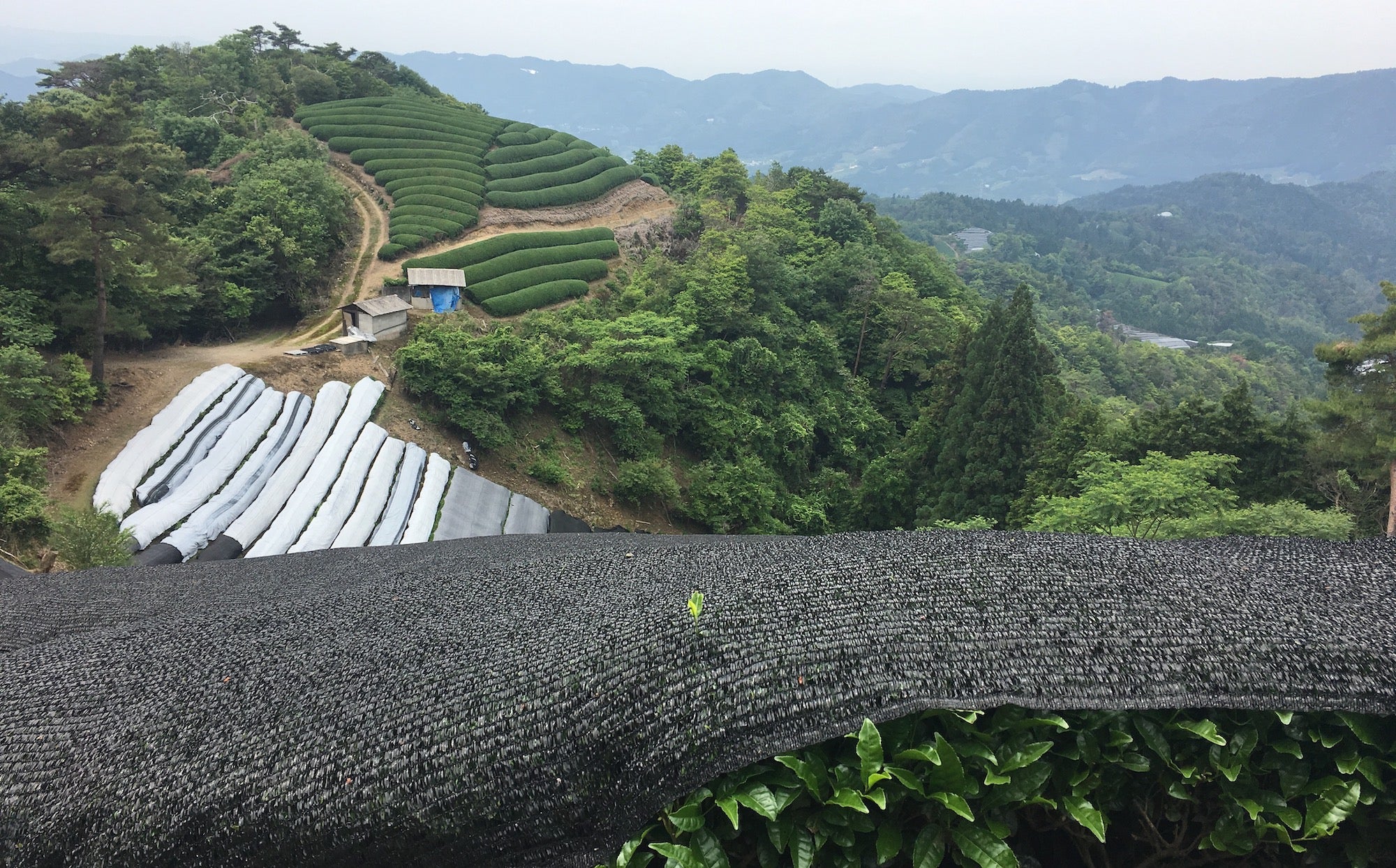 le terroir ipponmatsu au Japon