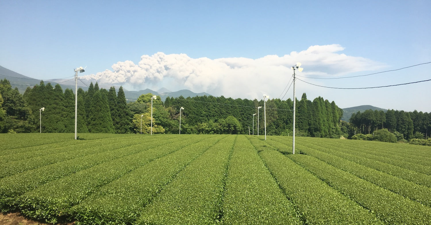 le volcan de Kirishima dépose des cendres dans les champs de théiers