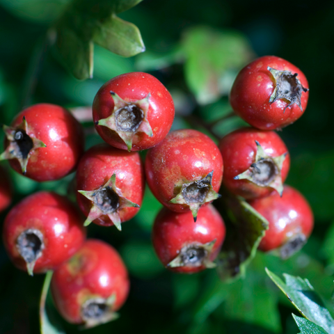 Hawthorne berries aphrodisiac for the heart
