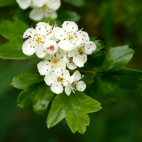 Hawthorn