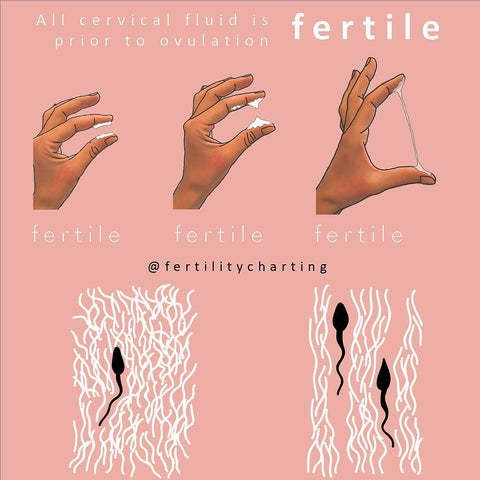 Cervical fluid and Fertility awareness 