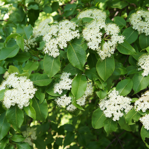 black haw