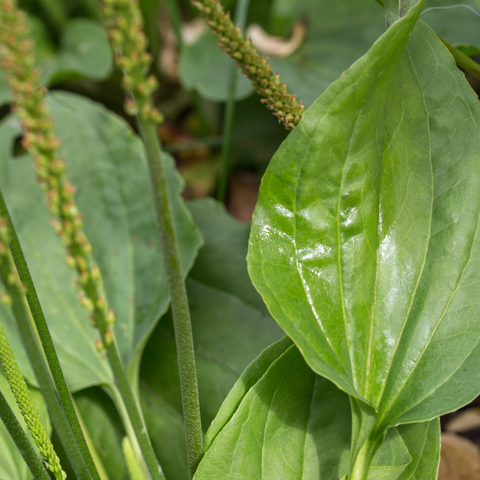 Broad Leaf Plantain for bug bite