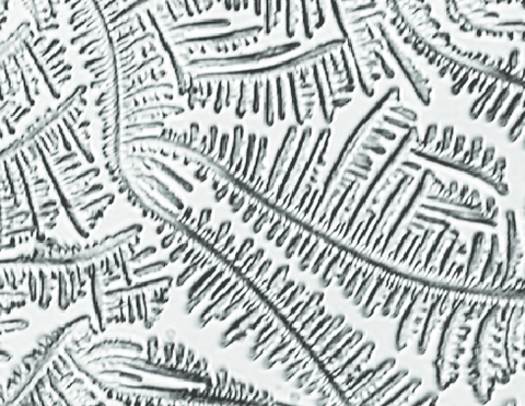 Cervical fluid ferning pattern