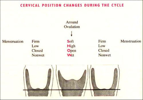 Fertility awareness cervical position