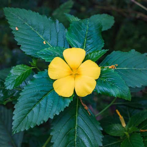 Damiana to support fertility