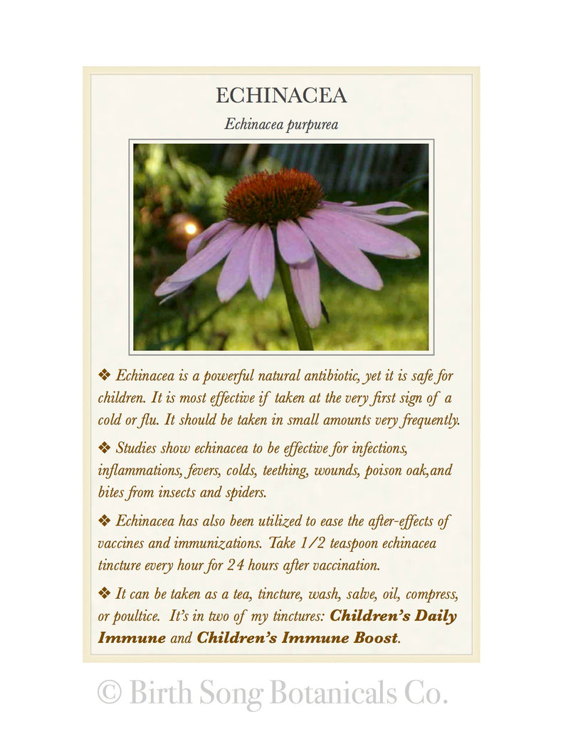 Echinacea