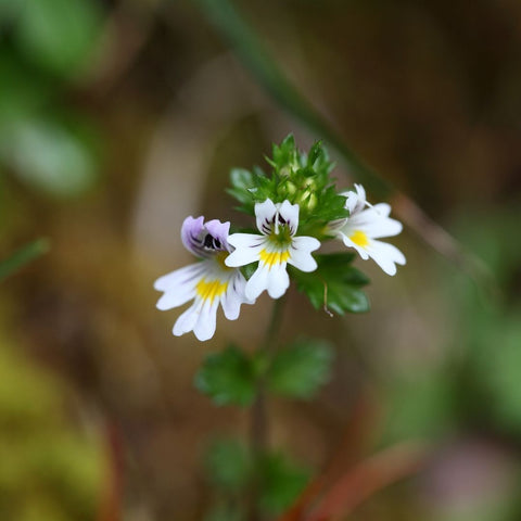 Eyebright