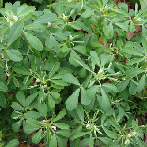 Fenugreek for breastfeeding Trigonella Methi Greens