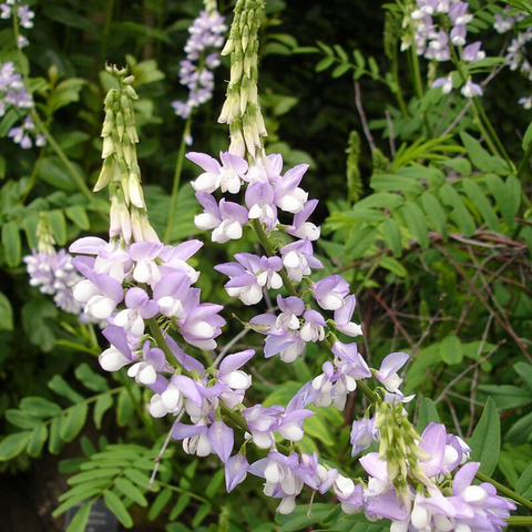 goats rue