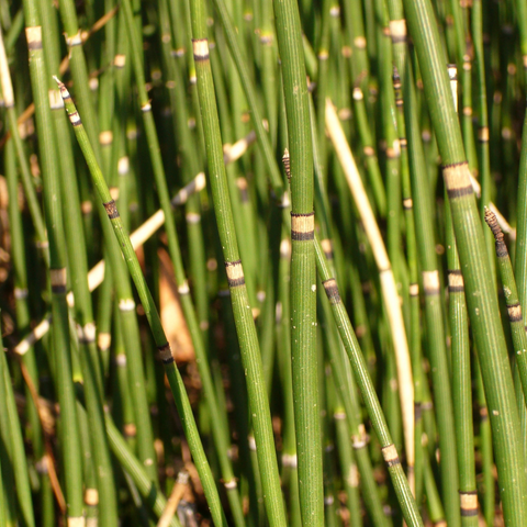 Horsetail