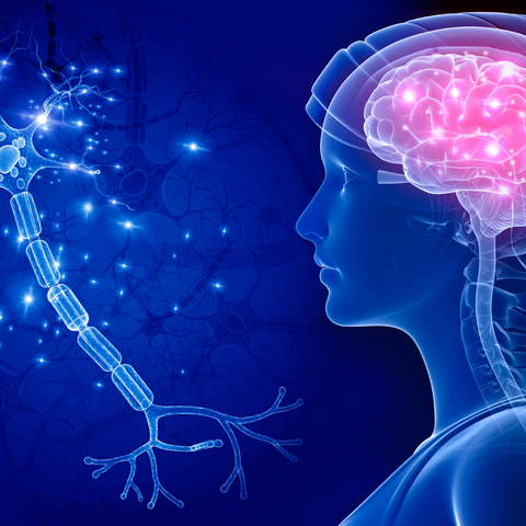 endocannabinoid system