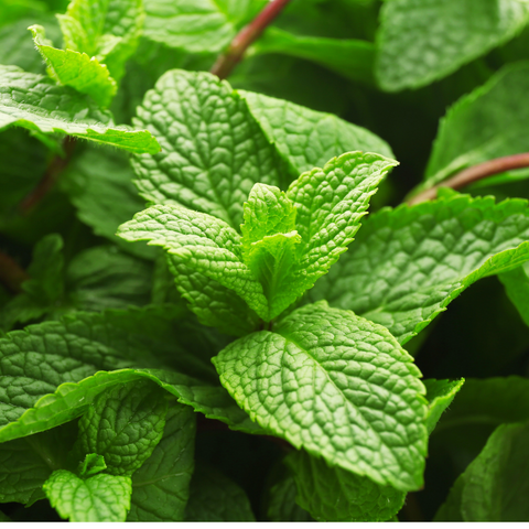 Lemon Balm