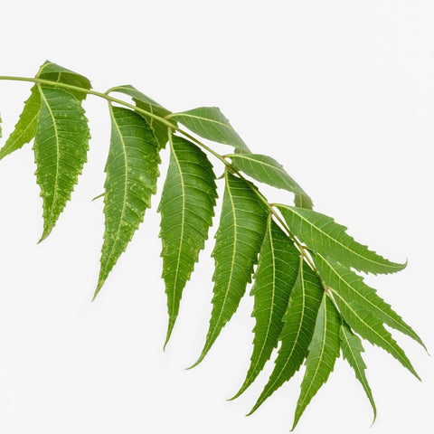 Neem