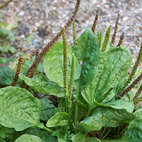 Plantain