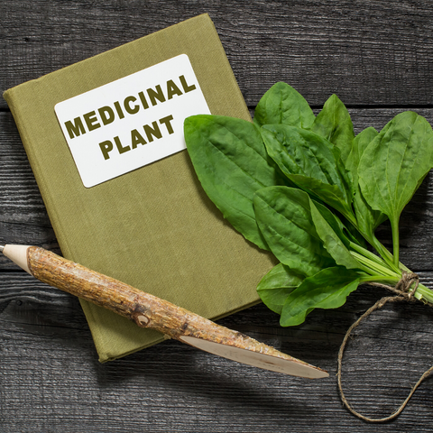 Plantain herbal medicine more than a weed