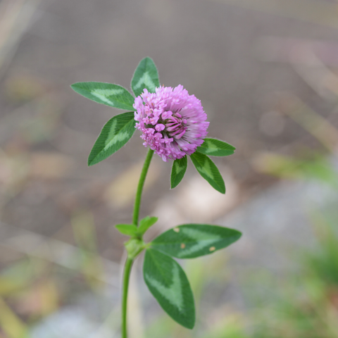 Red Clover to supportFertility