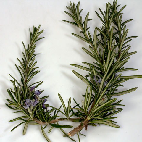 Rosemary