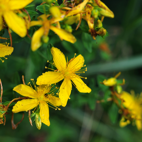 St. John's Wort