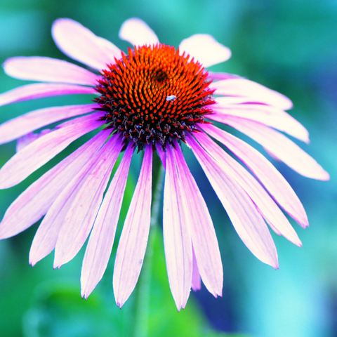 Echinacea to support children's immune systems during cold and flu season