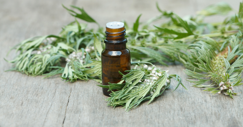 motherwort benefits