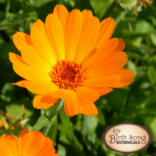 calendula herb