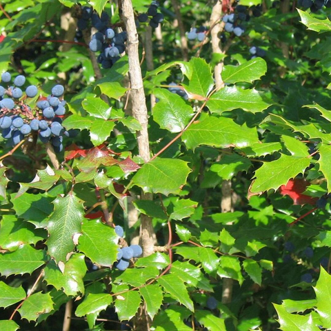 Oregon Grape Root