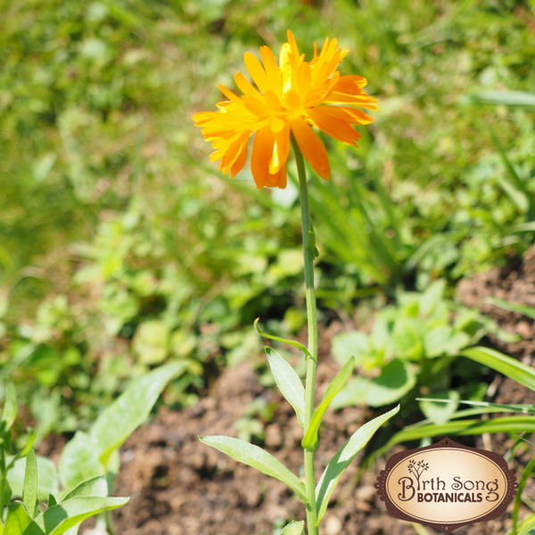 Calendula