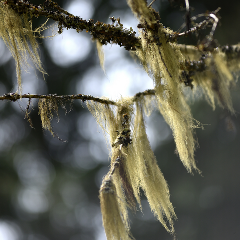 Usnea