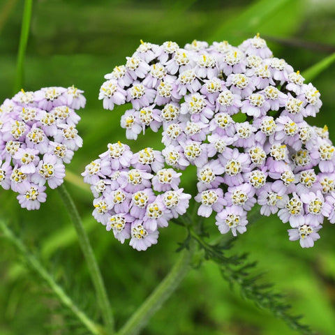 Yarrow