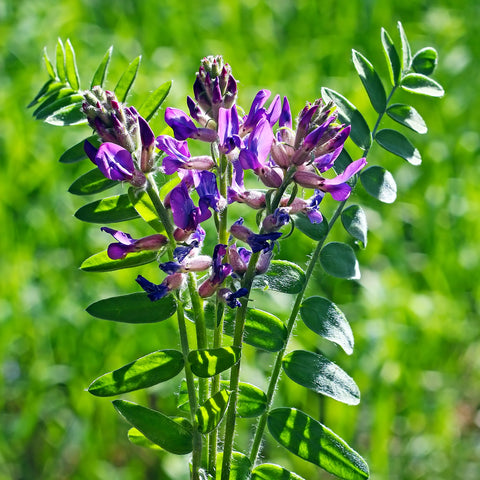 Astragalus Root