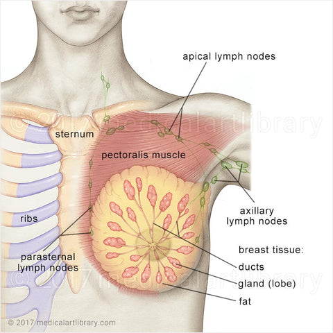 Breast anatomy clogged milk ducts