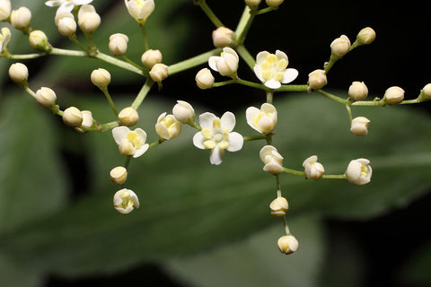 Elder Flower