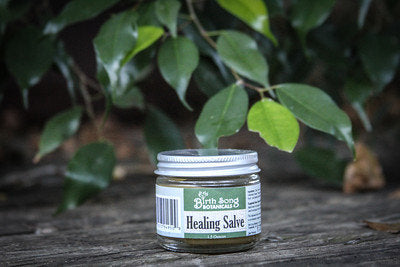 Plantain infused herbal salve is a bug bite remedy