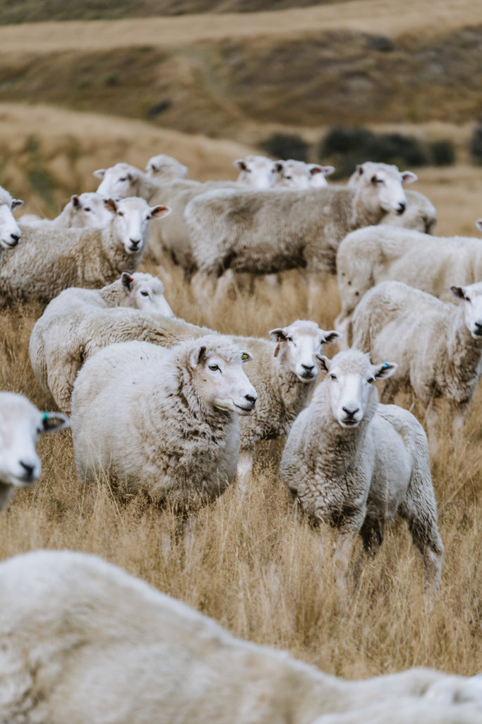 merino sheep