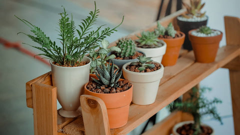 terrace garden in Bangalore