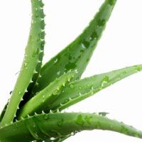 Aloe barbadensis