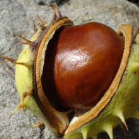 Aesculus Hippocastanum Seed