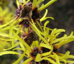 Hamamelis Virginiana