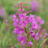 Epilobium Angustifolium