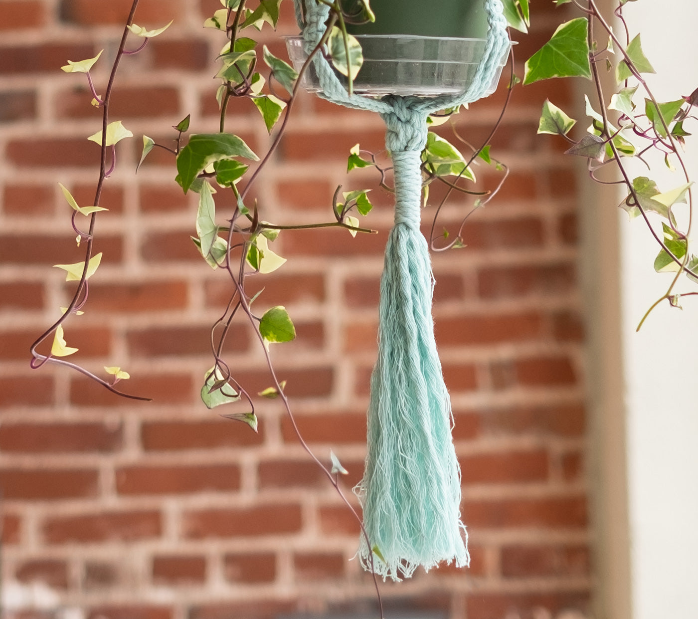 The bottom of a mint green macramé plant hanger, a large central knot firmly holds the bottom of a plant pot, then several inches of cord is wrapped tightly, before a foot or so of brushed out cord dangles to finish off the bottom of the plant hanger. Around this final tassel section a tangle of healthy wax ivy vines float in the air from the plant that the plant hanger holds. 